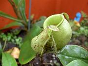 Nepenthes x kuchingensis & ampullaria 'all green'